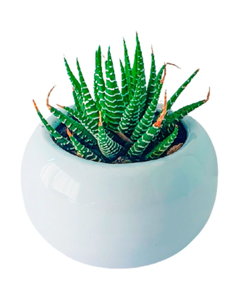 Extra Plantita Suculenta Extra Plantita Suculenta