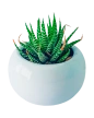 Extra Plantita Suculenta Extra Plantita Suculenta