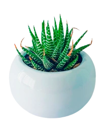 Extra Plantita Suculenta