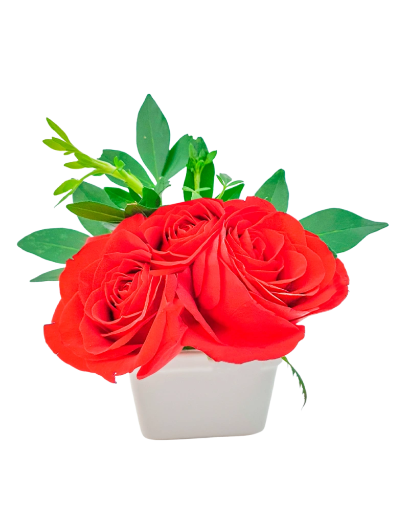 Extra Rosas en Maceta