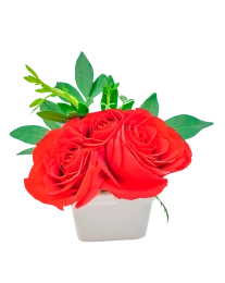Extra Rosas en Maceta