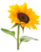 Extra Girasol Mediano