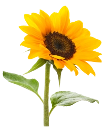 Extra Girasol Mediano